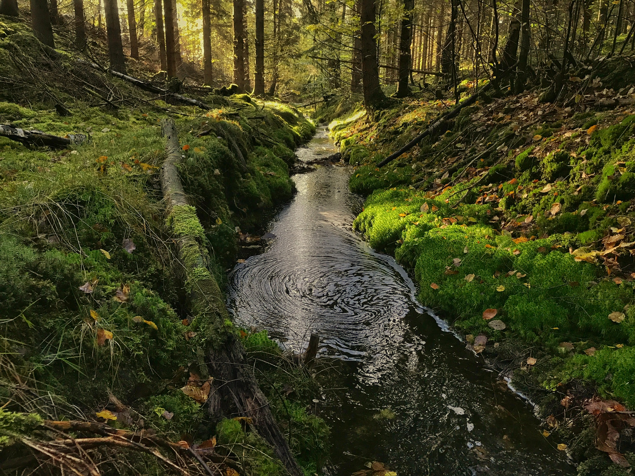 Skogsröjning vid bäck i Skåne.
